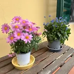 Albero Mago Πανσιόν 4*